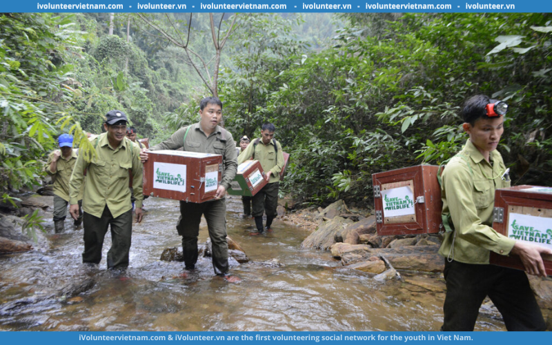 Save Vietnam’s Wildlife Tuyển Dụng Vị Trí Cán Bộ Chương Trình Giảm Nhu Cầu Sử Dụng Động Vật Hoang Dã