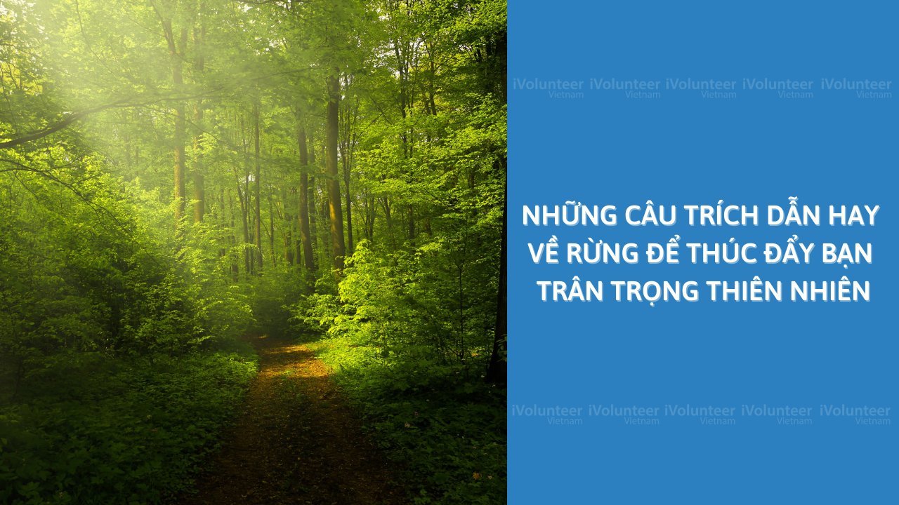 Những Câu Trích Dẫn Hay Về Rừng Để Thúc Đẩy Bạn Trân Trọng Thiên Nhiên