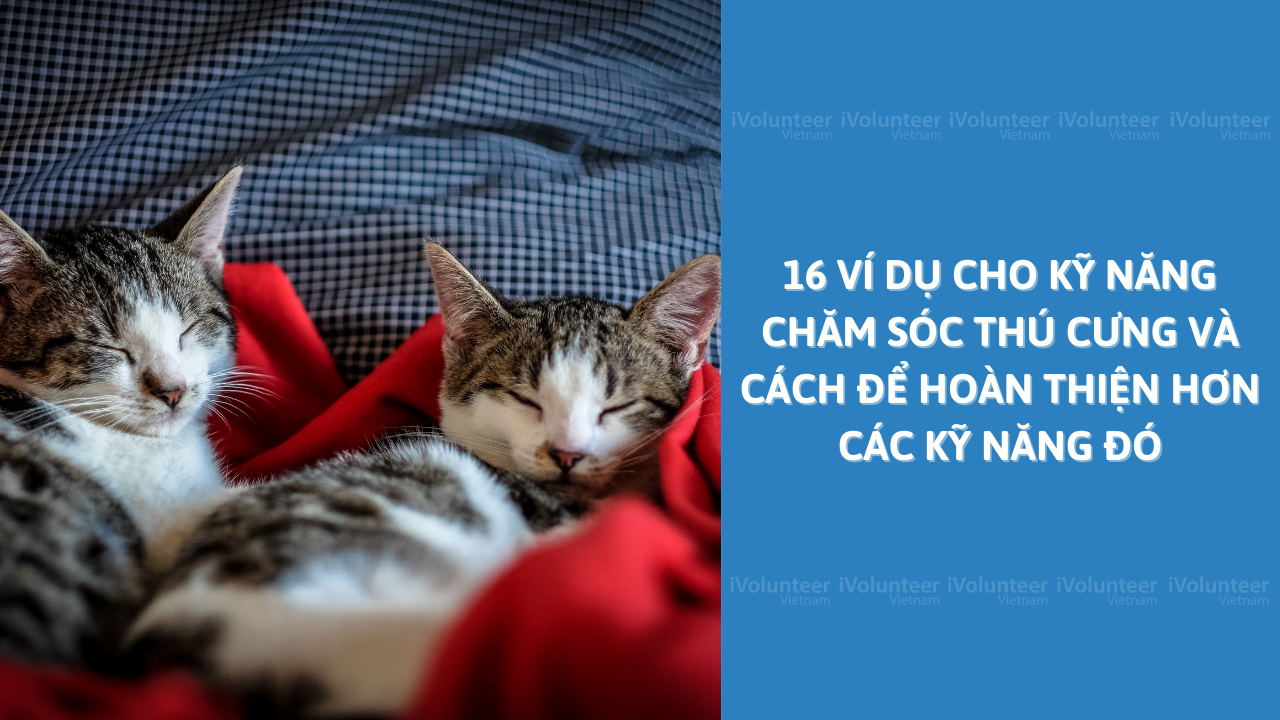 16 Ví Dụ Cho Kỹ Năng Chăm Sóc Thú Cưng Và Cách Để Hoàn Thiện Hơn Các Kỹ Năng Đó