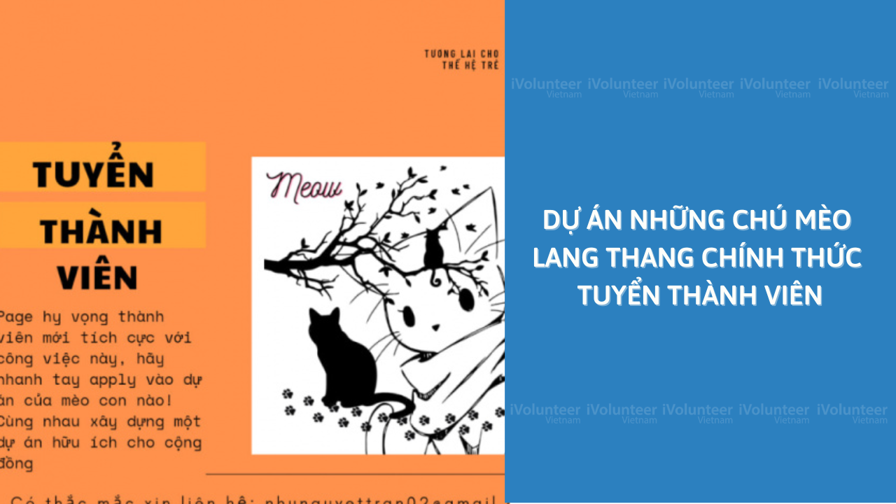 Dự Án Những Chú Mèo Lang Thang Chính Thức Tuyển Thành Viên